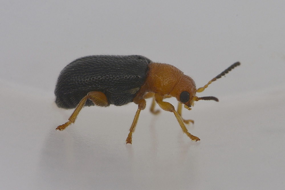 Zeugophora cf. subspinosa - Chrysomelidae